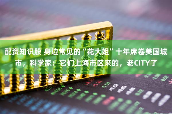 配资知识股 身边常见的“花大姐”十年席卷美国城市，科学家：它们上海市区来的，老CITY了